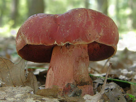 hríb Dupainov Rubroboletus dupainii (Boud.) Kuan Zhao & Zhu L. Yang