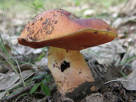 hríb Dupainov Rubroboletus dupainii (Boud.) Kuan Zhao & Zhu L. Yang