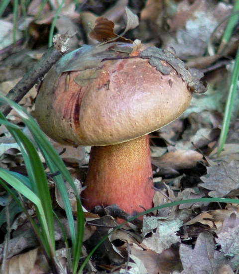 hríb purpurový Rubroboletus rhodoxanthus Kuan Zhao &amp; Zhu L. Yang