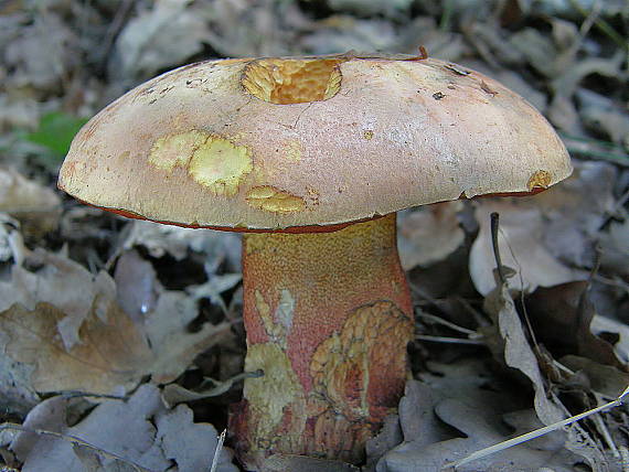 hríb purpurový Rubroboletus rhodoxanthus Kuan Zhao &amp; Zhu L. Yang