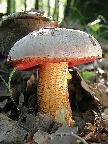 hríb purpurový Rubroboletus rhodoxanthus Kuan Zhao &amp; Zhu L. Yang