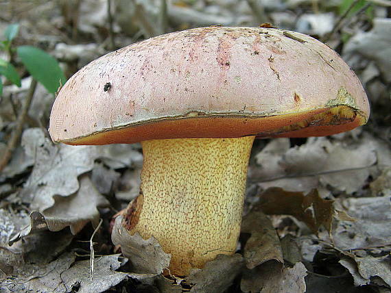 hríb purpurový Rubroboletus rhodoxanthus Kuan Zhao &amp; Zhu L. Yang