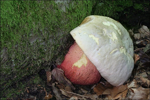 hríb satanský Rubroboletus satanas f. satanas (Lenz) Kuan Zhao & Zhu L. Yang