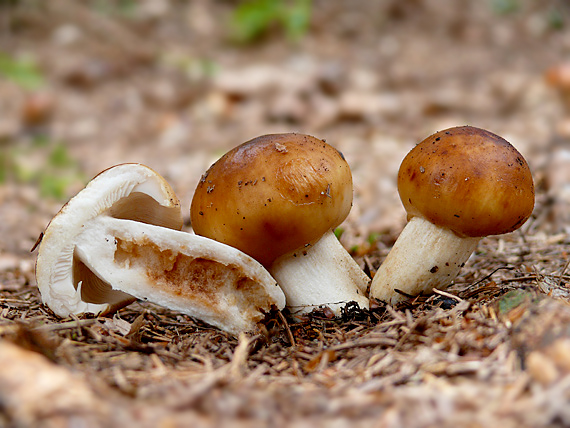 plávka smradľavá Russula  foetens