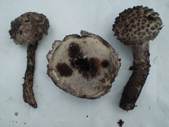 šiškovec šupinatý Strobilomyces strobilaceus (Scop.) Berk.