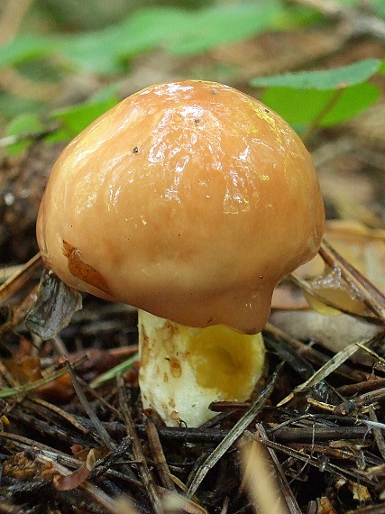 masliak zrnitý Suillus granulatus (L.) Roussel