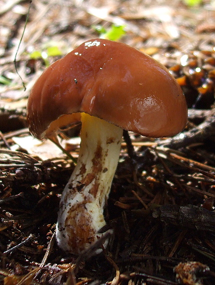 masliak Suillus sp.