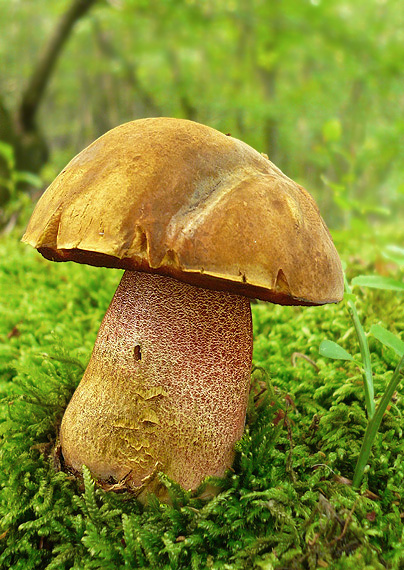 hríb zrnitohlúbikový Sutorius luridiformis (Rostk.) G. Wu & Zhu L. Yang