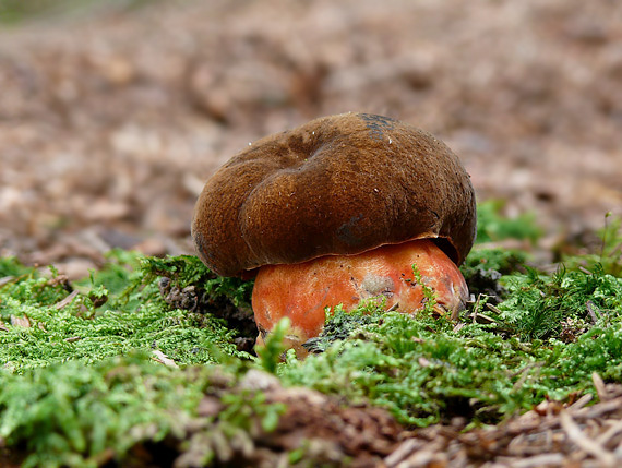 hríb zrnitohlúbikový Sutorius luridiformis (Rostk.) G. Wu & Zhu L. Yang