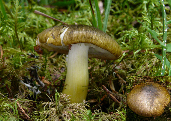 čírovka zelenohnedastá Tricholoma sejunctum (Sowerby) Quél.