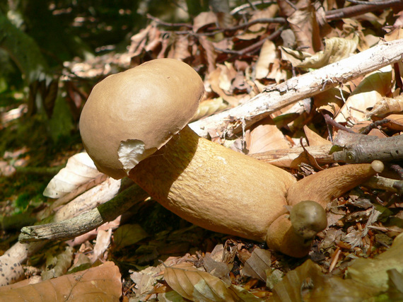 podhríb žlčový Tylopilus felleus (Bull.) P. Karst.