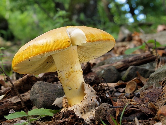 muchotrávka cisárska Amanita caesarea (Scop.) Pers.