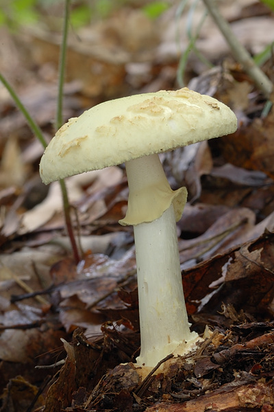 muchotrávka citrónovožltá Amanita citrina Pers.