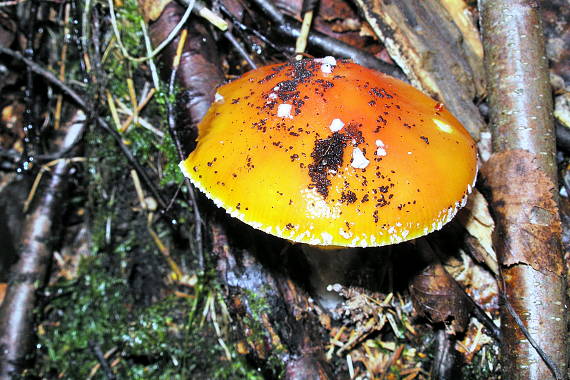 muchotrávka červená Amanita muscaria (L.) Lam.