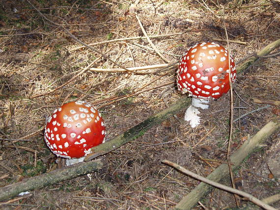 muchotrávka červená Amanita muscaria (L.) Lam.