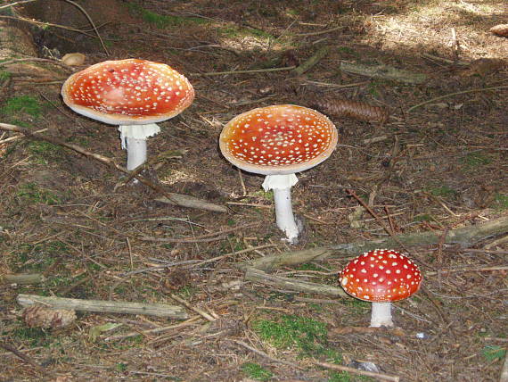 muchotrávka červená Amanita muscaria (L.) Lam.