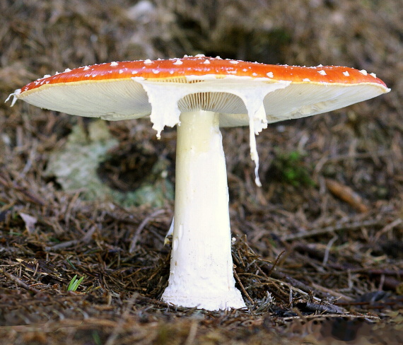 muchotrávka červená Amanita muscaria (L.) Lam.