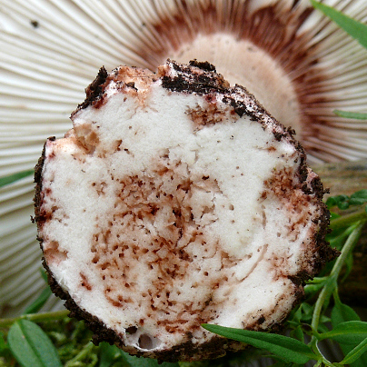 muchotrávka červenkastá - rez červivou hľuzou Amanita rubescens Pers.