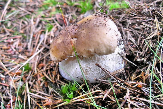 hríb smrekový Boletus edulis Bull.