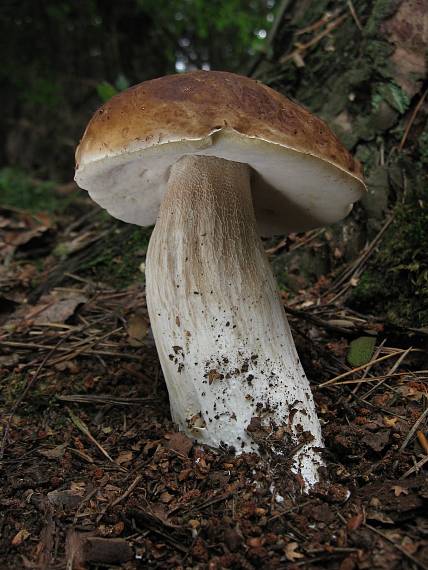 hřib smrkový Boletus edulis Bull.