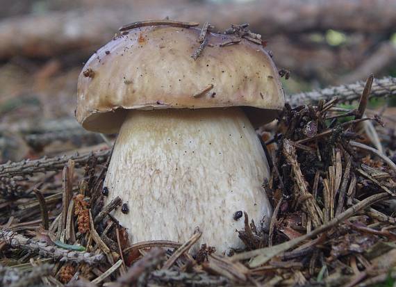 hríb smrekový Boletus edulis Bull.