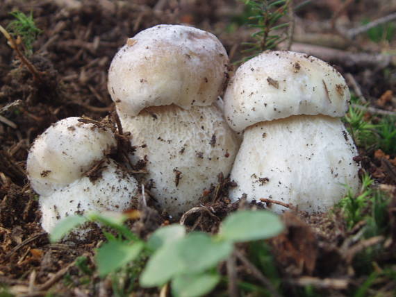 hríb smrekový Boletus edulis Bull.