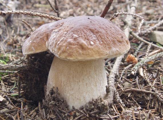 hríb smrekový Boletus edulis Bull.