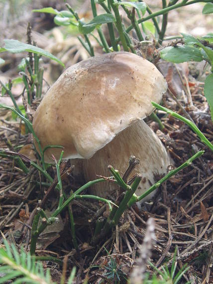 hríb smrekový Boletus edulis Bull.