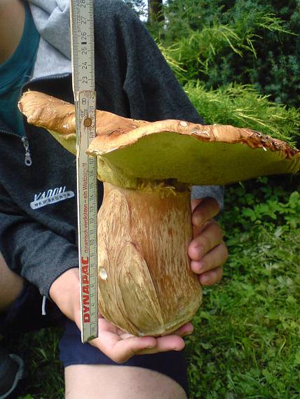 hríb smrekový Boletus edulis Bull.