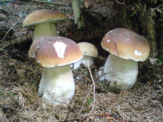 hríb Smrekový Boletus edulis Bull.