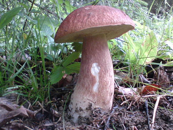 hríb sosnový Boletus pinophilus Pil. et Dermek in Pil.