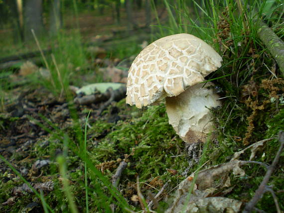 hríb dubový Boletus reticulatus Schaeff.