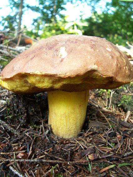 hríb horský Butyriboletus subappendiculatus (Dermek, Lazebn. & J. Veselský) D. Arora & J.L. Frank