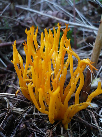 parôžkovec lepkavý  Calocera viscosa (Pers.) Fr.