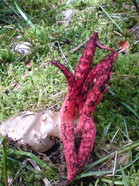 mrežovka kvetovitá Clathrus archeri (Berk.) Dring