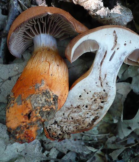 pavučinovec  Cortinarius sp.