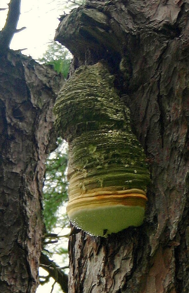 práchnovček lekársky Fomitopsis officinalis (Vill.) Bondartsev & Singer