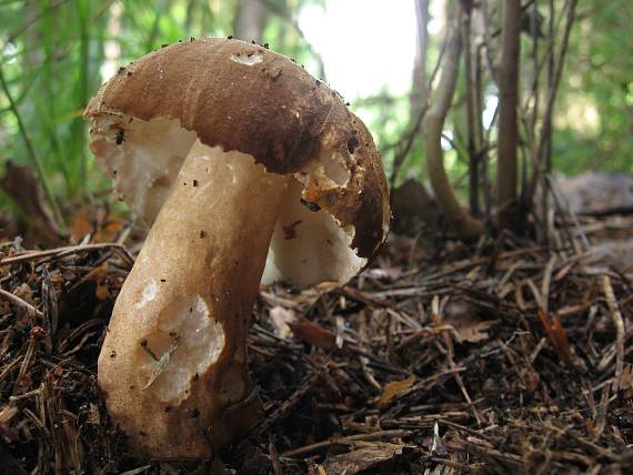 hřib kaštanový Gyroporus castaneus (Bull.) Quél.