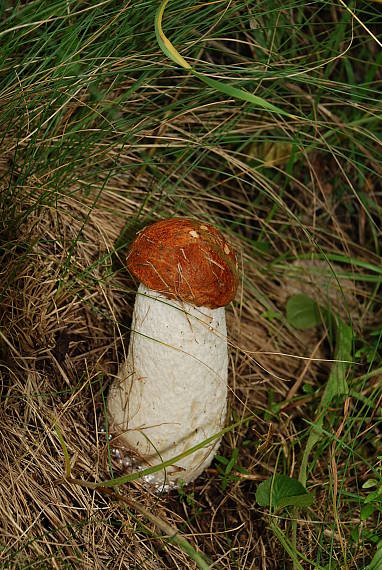 kozák osikový Leccinum albostipitatum den Bakker & Noordel.