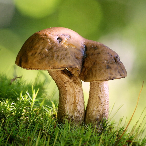 kozák hrabový Leccinum pseudoscabrum (Kallenb.) Šutara