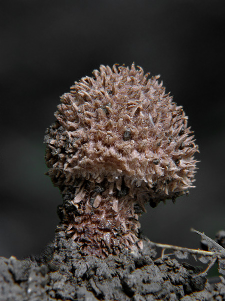 bedlička Lepiota sp.