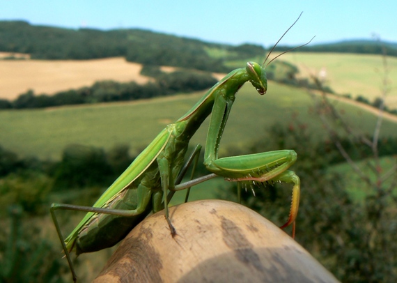 modlivka zelená Mantis religiosa