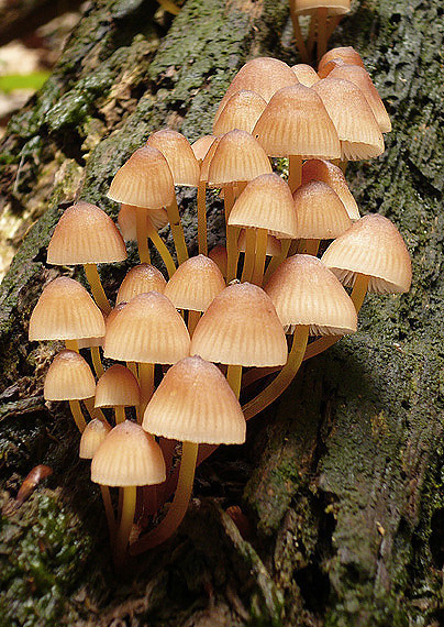 prilbička žltohlúbiková Mycena renati Quél.