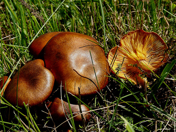 kališník hnedooranžový Omphalotus olearius (DC.) Singer