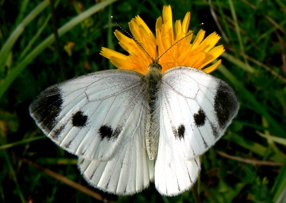 mlynárik repkový  Pieris napi