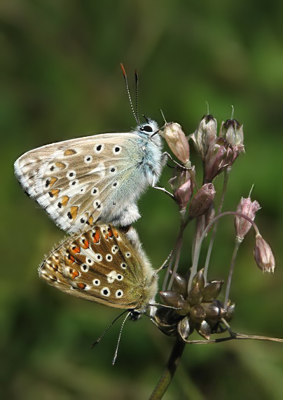 modráčik vikový Polyommatus coridon