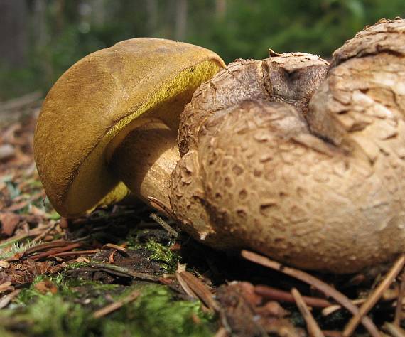 hřib cizopasný Pseudoboletus parasiticus (Bull.) Šutara