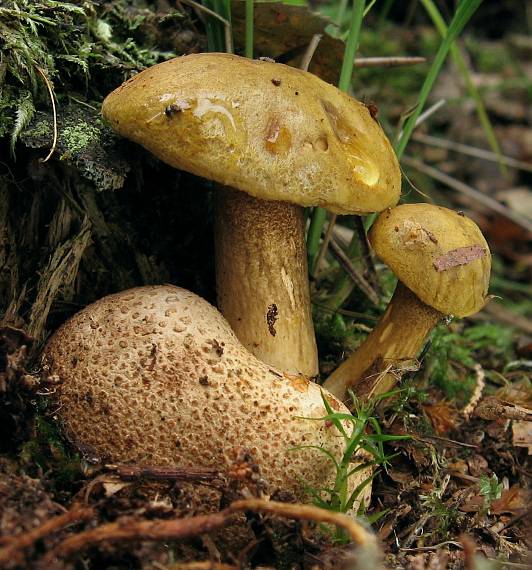 suchohríb cudzopasný Pseudoboletus parasiticus (Bull.) Šutara