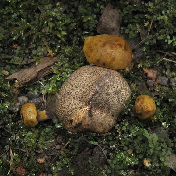 hřib cizopasný Pseudoboletus parasiticus (Bull.) Šutara