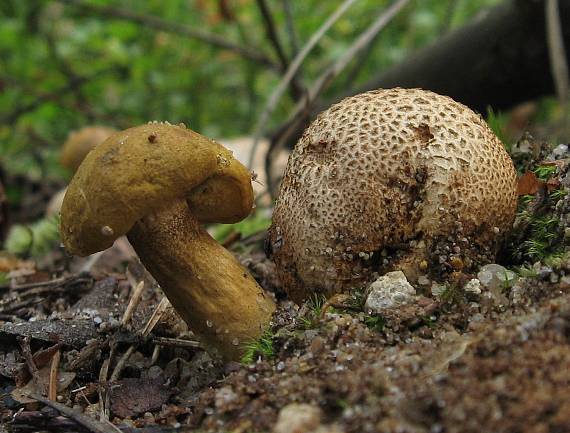 suchohríb cudzopasný Pseudoboletus parasiticus (Bull.) Šutara